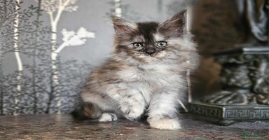 Maine Coon cats - Advert 10