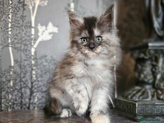 Maine Coon cats - Advert 4
