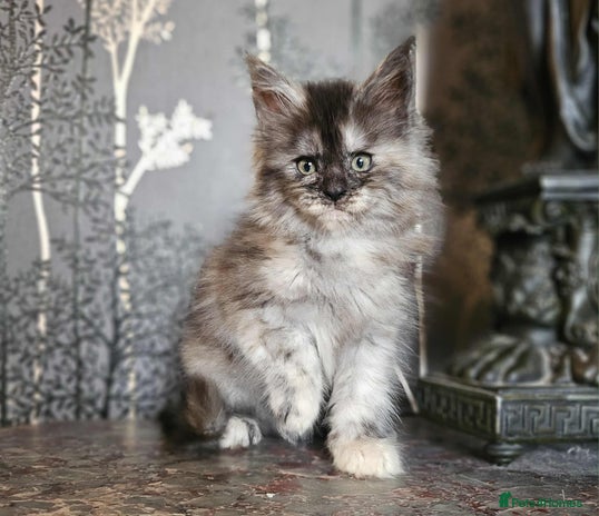 Maine Coon cats - Advert 15