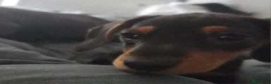 Miniature Dachshund Puppy 9