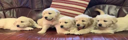 Golden Retriever dogs for sale: Golden retriever puppies - Advert 1