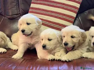 Golden Retriever dogs Golden retriever puppies - Advert 1