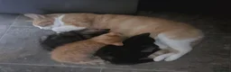 Mixed Breed cats for sale: 2 kittens girls left - Advert 10
