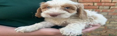Cockapoo 1
