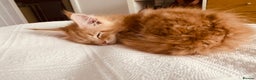 Maine Coon cats for sale: Purebred Maine Coon kittens - Advert 5