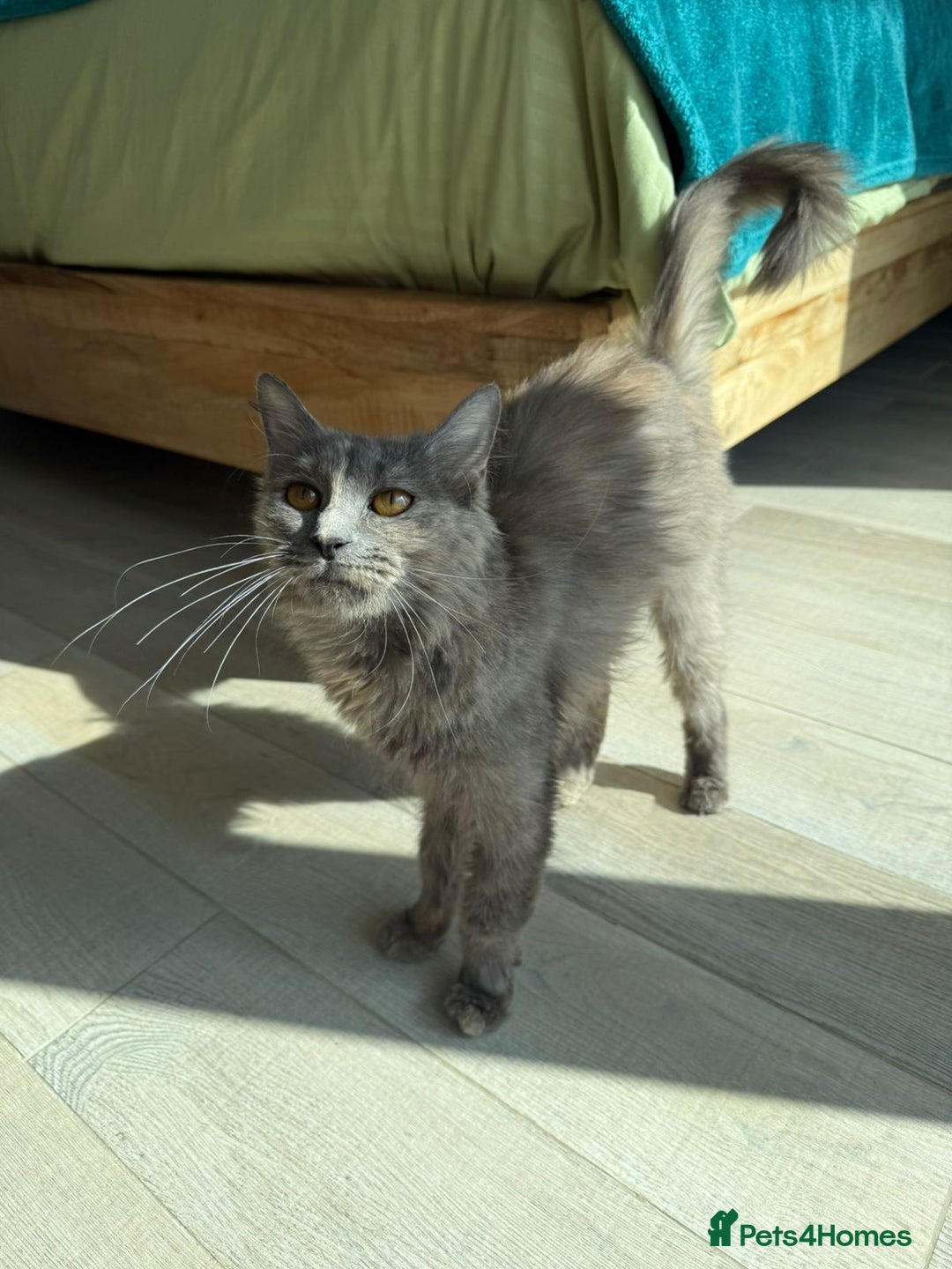 Mixed Breed cats for adoption: LILLI MIX PERSIAN GIRL SOAYED CALM AFFECTIONATE  - Advert 2