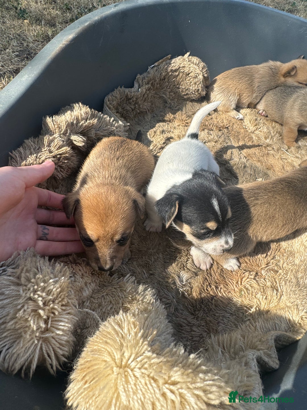 Jack Russell dogs for sale: Jack Russell puppies!  - Image 6