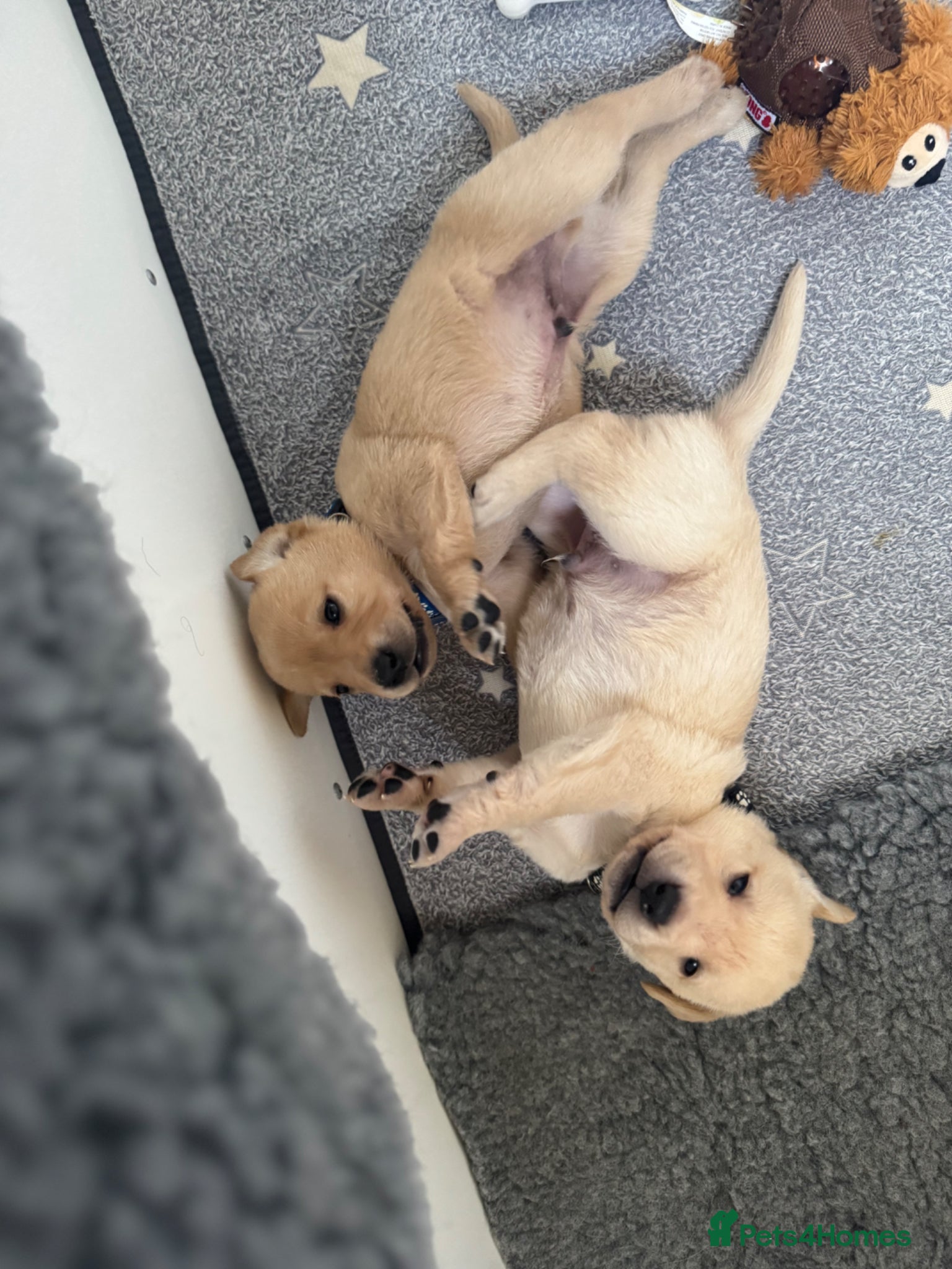 Labrador Retriever dogs Kc registered Labrador retriever puppies  - Advert 2