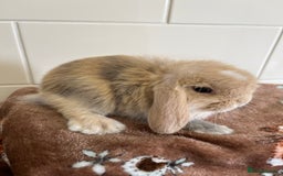 Mini Lop rabbits for sale: Beautiful friendly litter of mini lops for sale  - Image 5