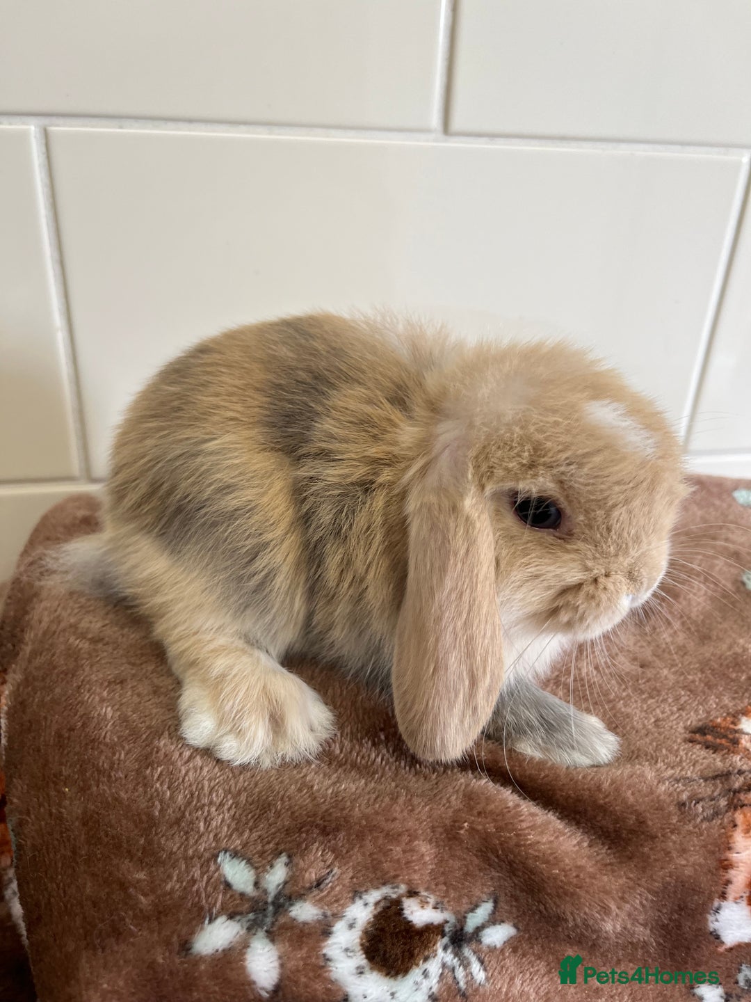 Mini Lop rabbits for sale: Beautiful friendly litter of mini lops for sale  - Image 5