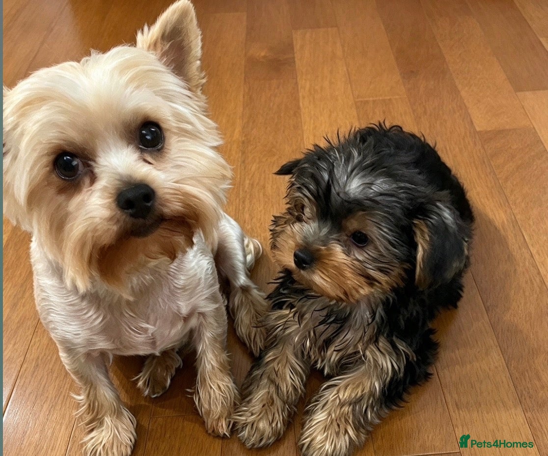 Yorkshire Terrier dogs for sale: 1 Beautiful Miniature Yorkshire Terrier girl  - Advert 12