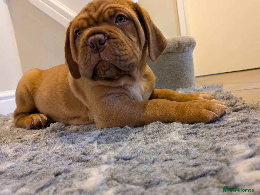 Dogue De Bordeaux dogs for sale: Pedigree chunky pups ready on Tuesday  - Advert 11