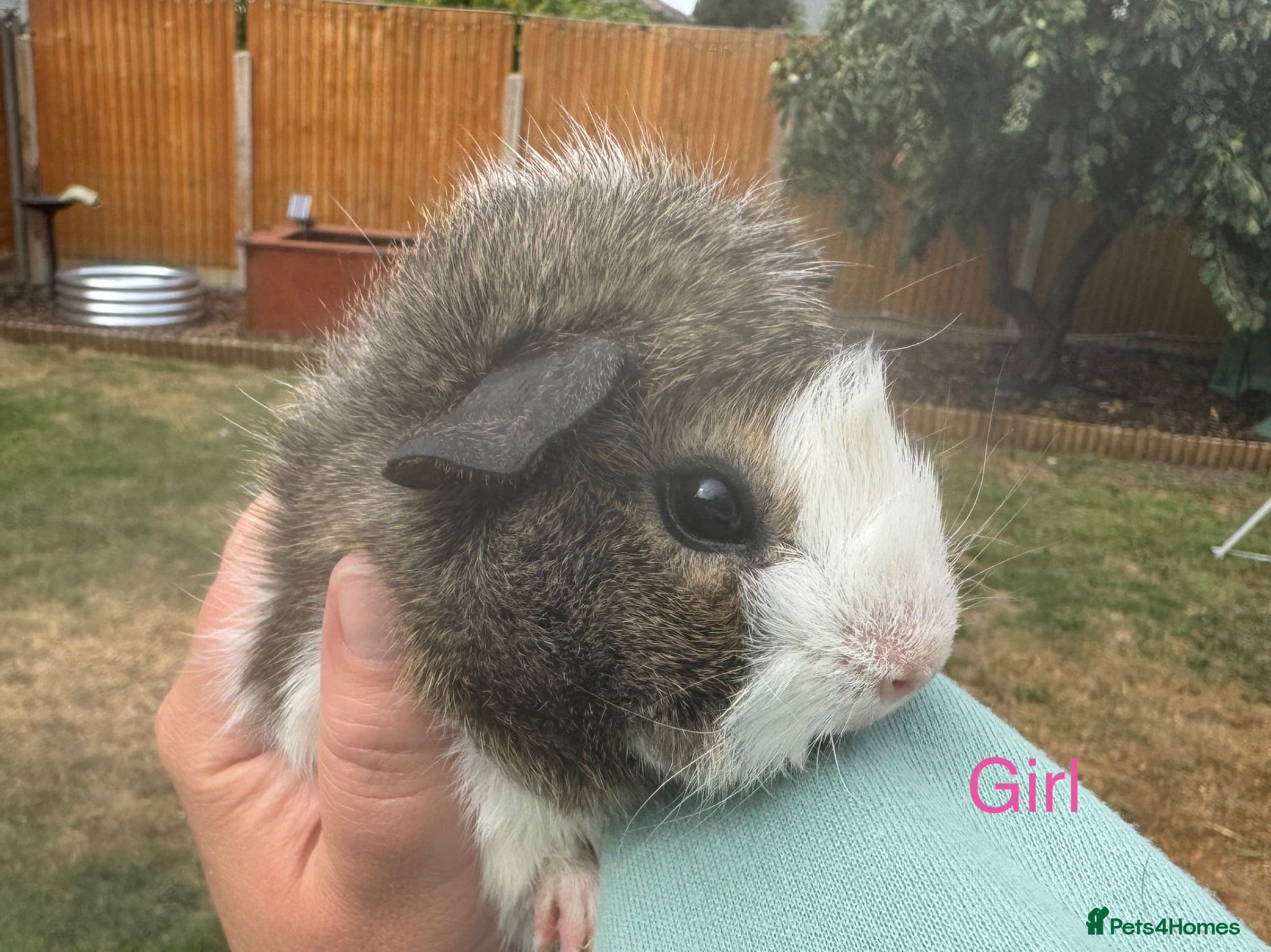 Guinea Pig rodents Baby guinea pigs  - Advert 1