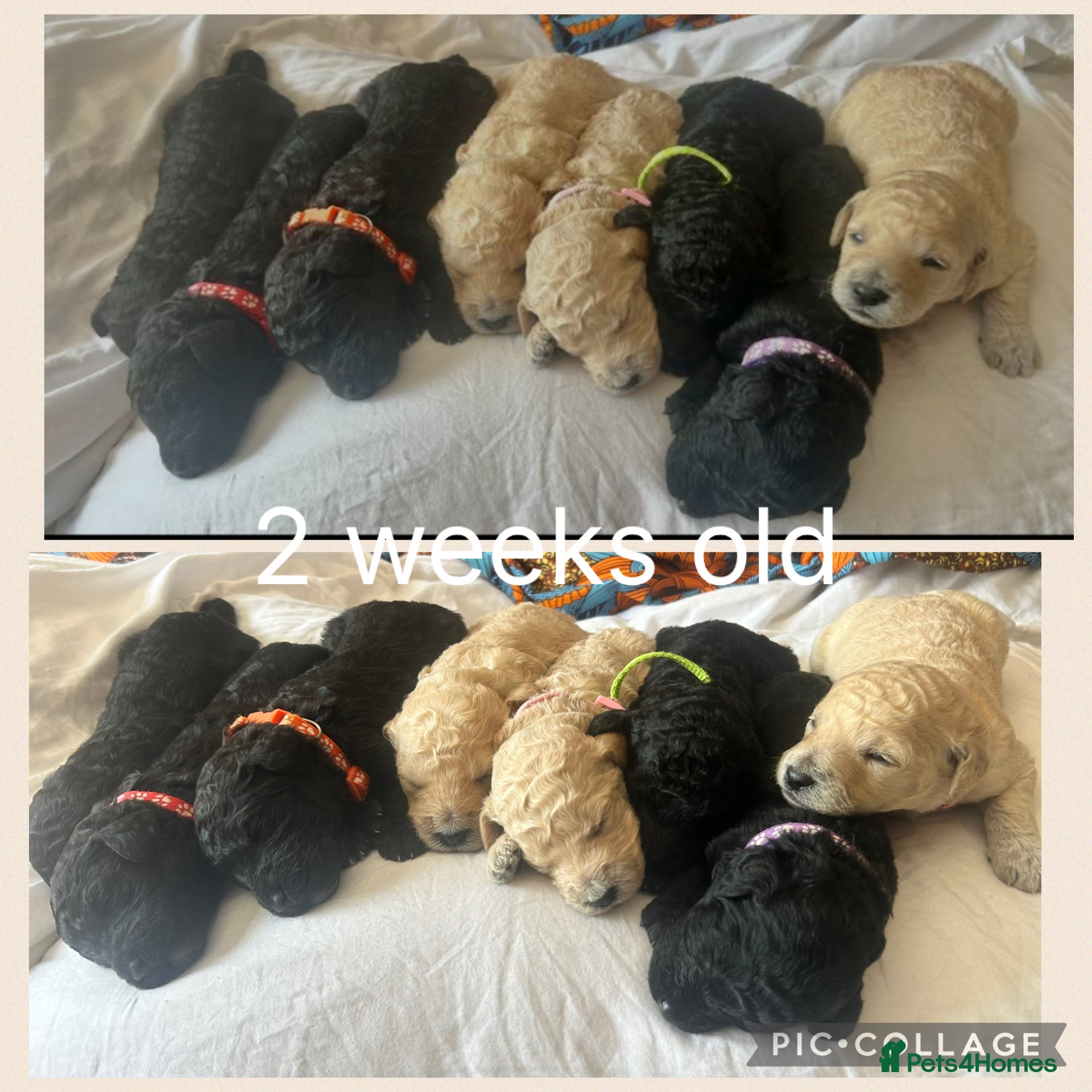 Labradoodle dogs Stunning f1bb standard labradoodles   - Advert 4