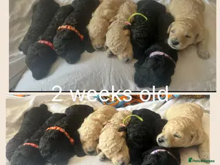 Labradoodle dogs Stunning f1bb standard labradoodles - Advert 4