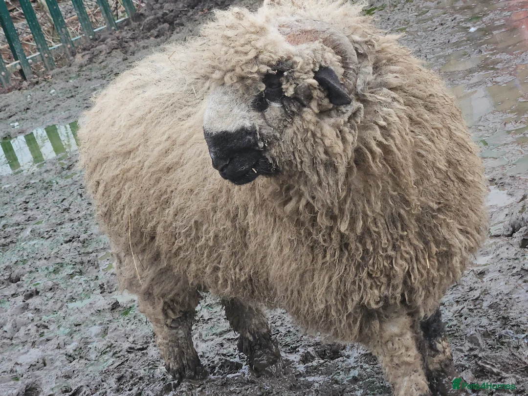 Sheep livestock for sale: Wether blacknose sheep - Advert 5