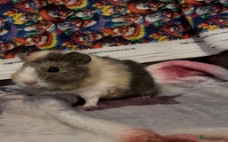 Guinea Pig rodents for sale: Gorgeous Baby Piggies 3 x Girls - Image 3