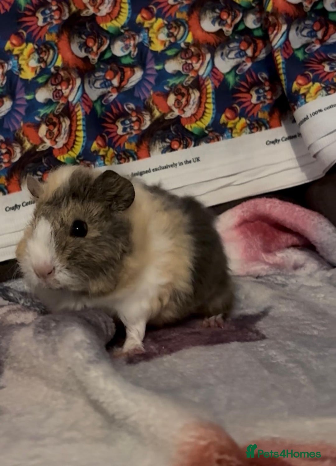 Guinea Pig rodents for sale: Gorgeous Baby Piggies 3 x Girls - Image 3
