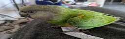 Parrots birds for sale: Senegal babies hand reared silly tamed  - Advert 21