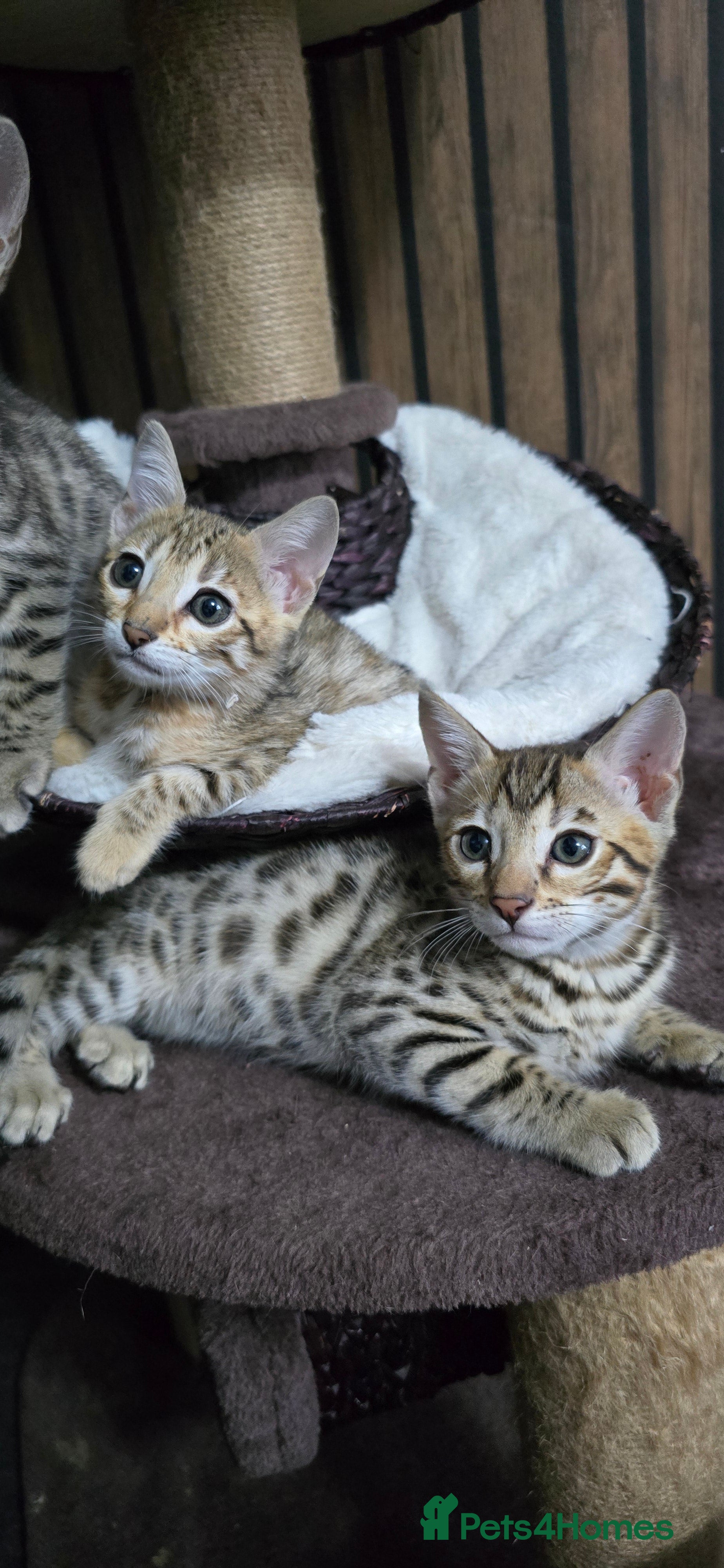 Bengal cats TICA brown boy and girl left- ready from May - Advert 1
