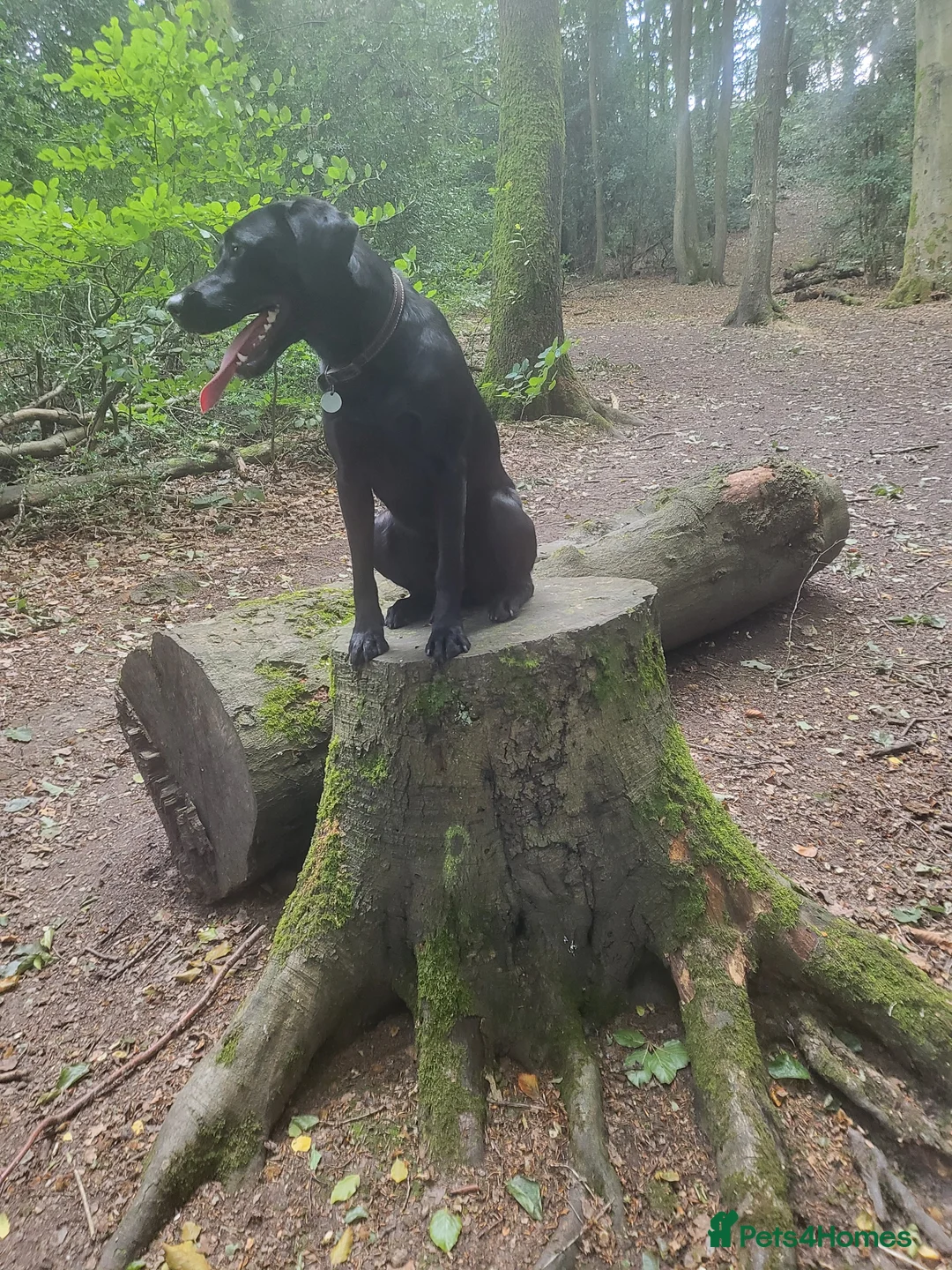 Labrador Retriever dogs for sale: Black Labrador Retriever Puppies – KC Registered - Advert 21