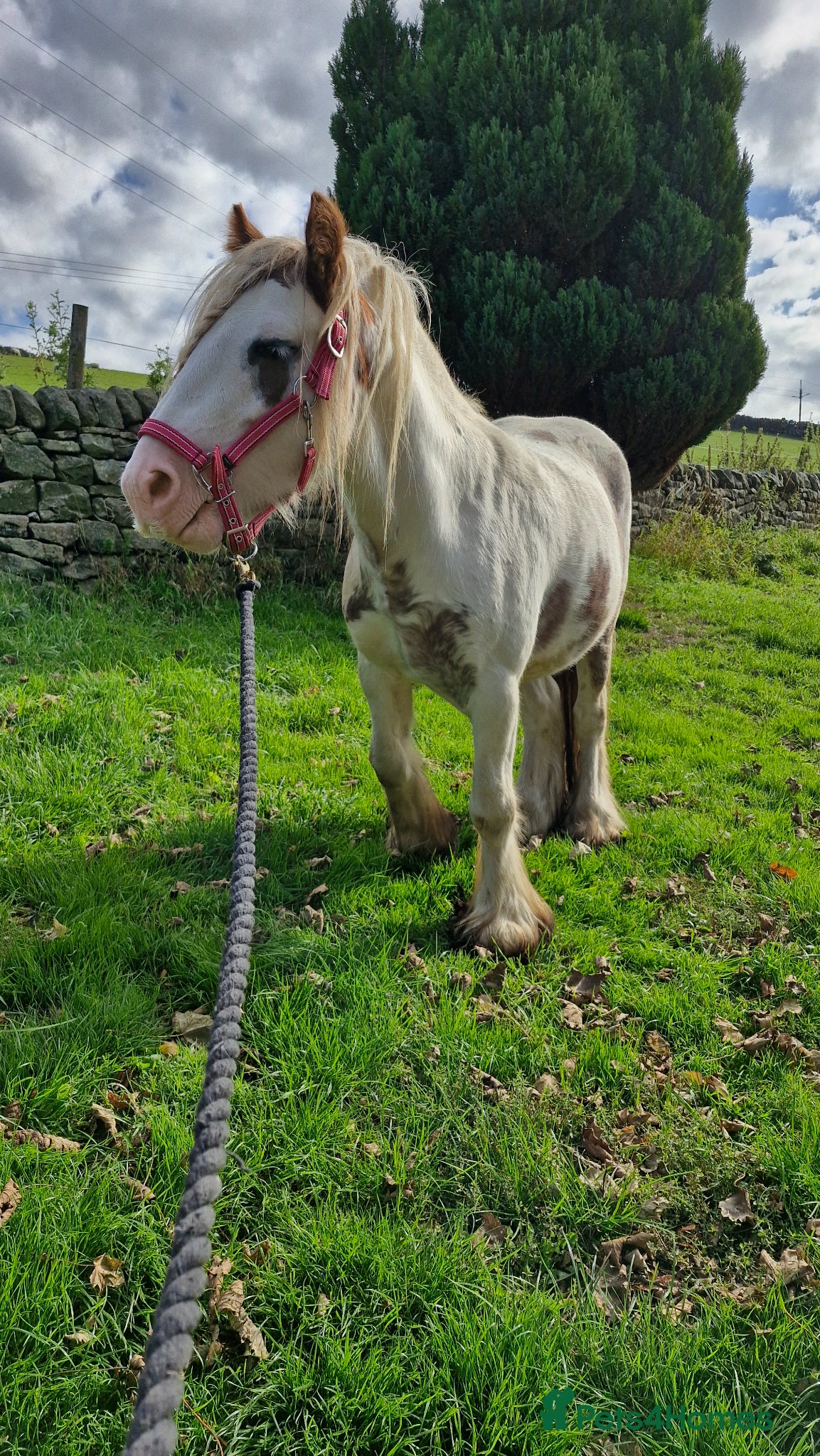 Irish Cob horses Beautifully marked red and white 4yo gelding - Advert 1