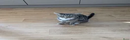British Shorthair cats for sale: URGENT RE-HOME FREE - Advert 5