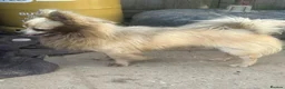 Chihuahua dogs for sale: Male creme longfur chihuahua and jackrusselterrier - Advert 1