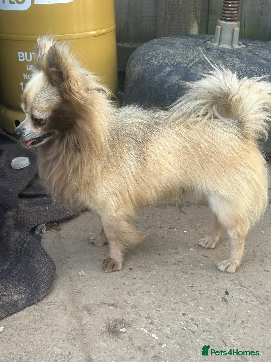 Chihuahua dogs for sale: Male creme longfur chihuahua and jackrusselterrier - Advert 1