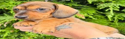 Miniature Dachshund dogs for sale: True to breed these little dachshunds  - Advert 5