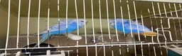 Budgerigars birds for sale: Young budgies for sale - Advert 13