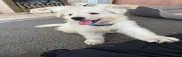 German Shepherd dogs for sale: Straight Back White German Shepherd Pups 🐶 🐕  - Advert 11