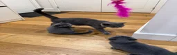 British Shorthair cats for sale: Pure British short hairs - Advert 3