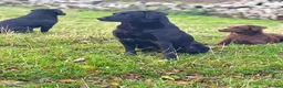 Labrador Retriever dogs for sale: Labrador pups - Advert 7