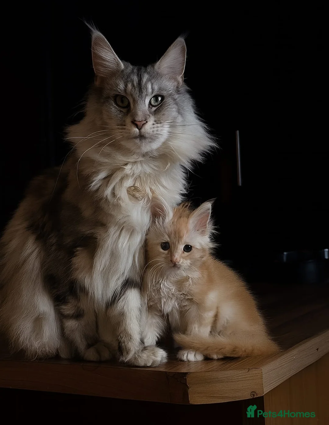 Maine Coon cats for sale: Male pure main coon - Advert 2