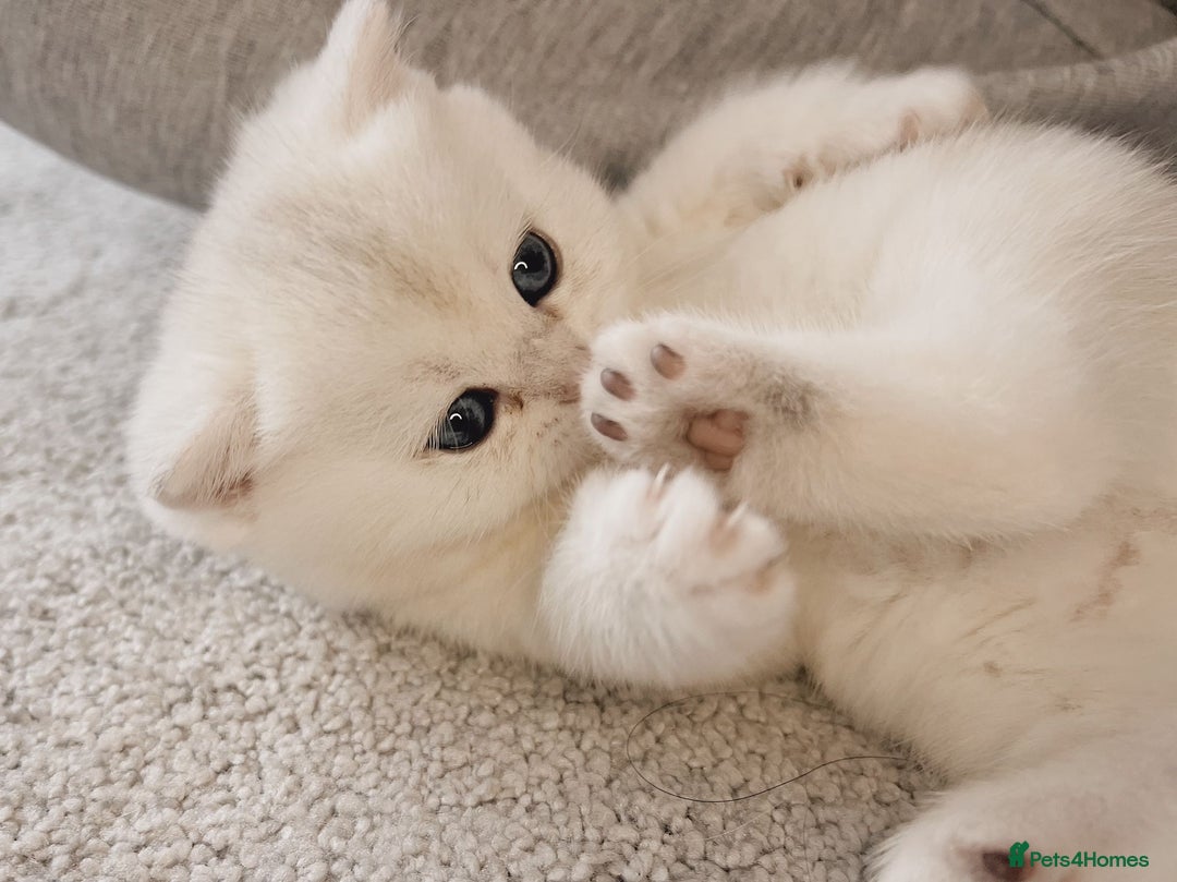 British Shorthair cats for sale: Gorgeous Golden Silver British Shorthair Kitten - Advert 10