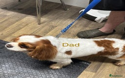 Cavapoochon dogs for sale: ⭐️1 CAVAPOOCHON in Cheshire (KC DAD) ready now✅ - Image 7