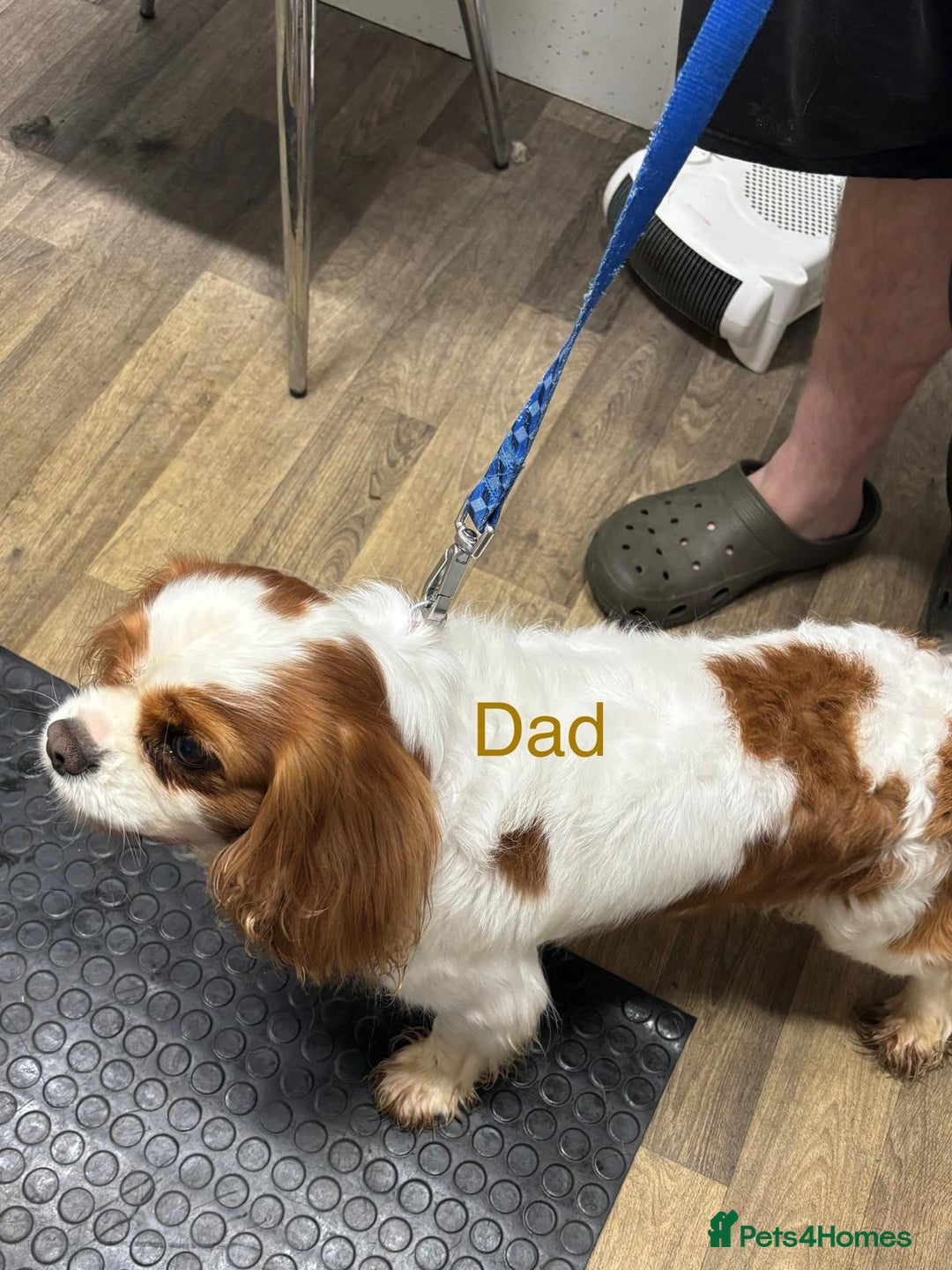 Cavapoochon dogs for sale: ⭐️1 CAVAPOOCHON in Cheshire (KC DAD) ready now✅ - Image 7