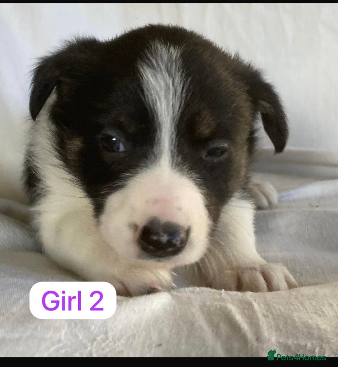 Border Collie dogs for sale: KC registered border collie puppies - Advert 11