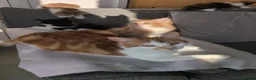 Mixed Breed cats for sale: Beautiful mixed breed kittens  in Cleator Moor - Advert 6