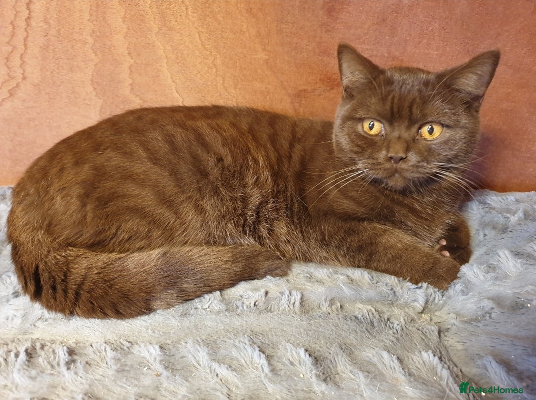 British Shorthair cats for sale: Adult girls seeking new homes. - Image 4