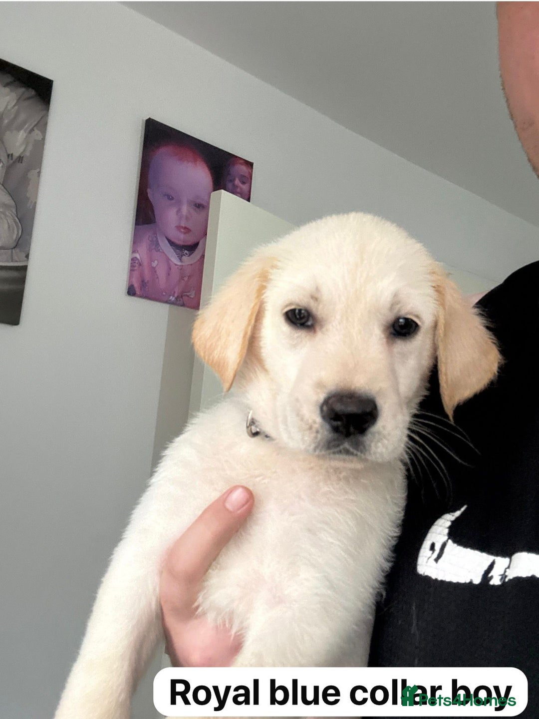 Mixed Breed dogs for sale: golden shepherds puppys  - Advert 13