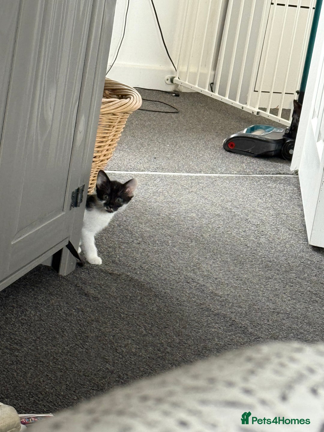 Mixed Breed cats for sale: Two kittens - Image 2