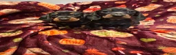 Miniature Dachshund dogs for sale: Stunning kc reg mini smooth pups ready to go  - Advert 6