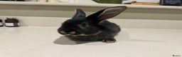 New Zealand rabbits for sale: New Zealand lops  - Advert 3