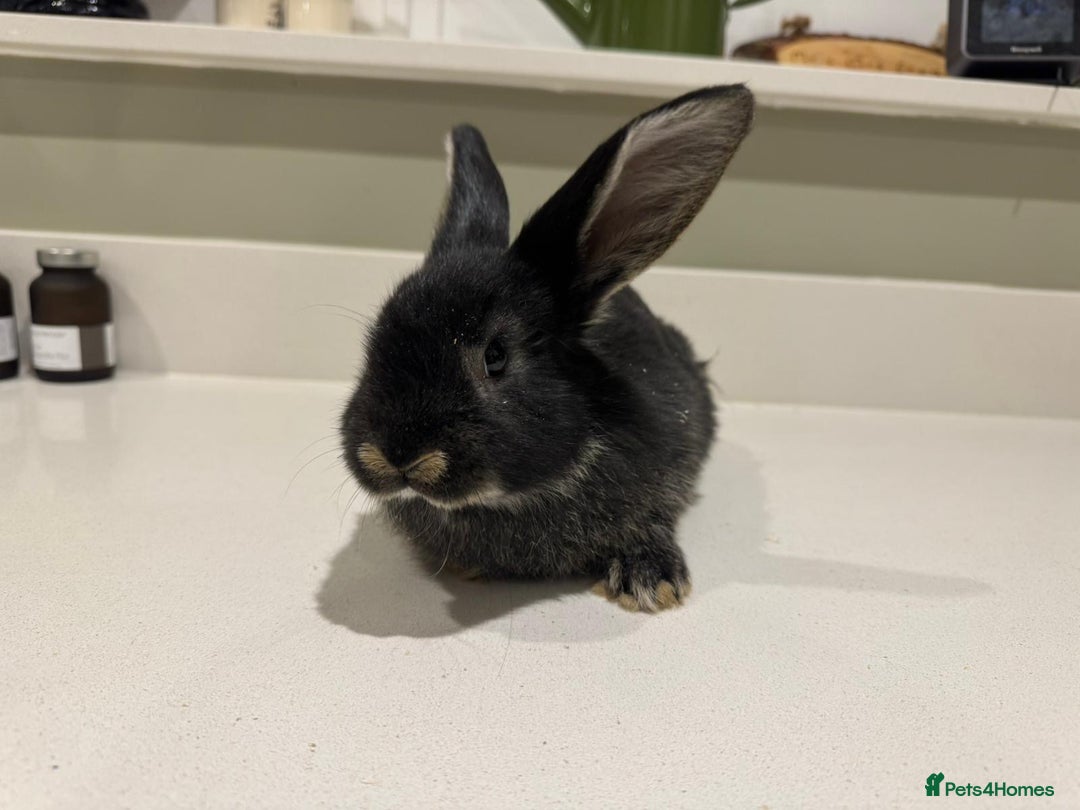 New Zealand rabbits for sale: New Zealand lops  - Advert 3