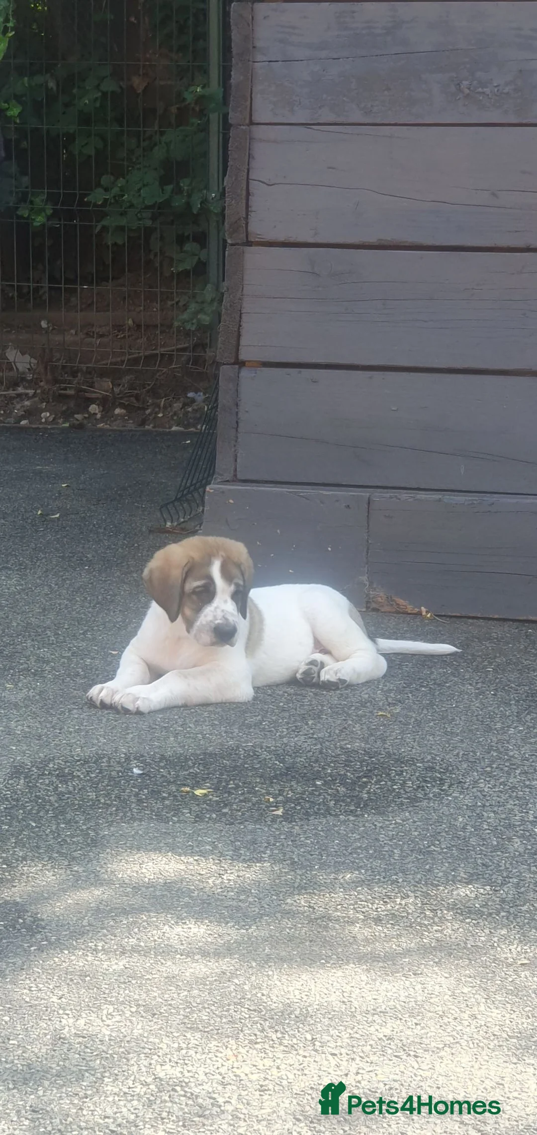Central Asian Shepherd dogs for sale: Last 1 Pure breed Central asian shepherds alabai) - Advert 17