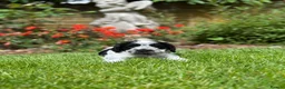 Cocker Spaniel dogs for sale: Royal cocker spaniel puppy’s  in Cranbrook - Advert 7