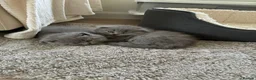 Scottish Fold cats for sale: Beautiful Scottish Fold Kittens - Advert 11