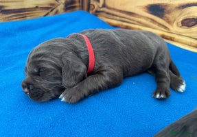 Sprocker dogs Fully Health Tested Sprocker Spaniel Puppies - Advert 7